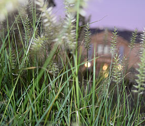 depth of field. Perceptie van diepte. Afbeelding toont scherpstelling op gras op de voorgrond en een gebouw op de achtergrond